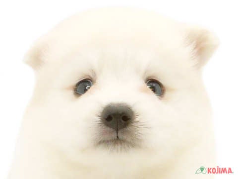 千葉県の日本スピッツ (コジマウエルケアセンター/2024年6月3日生まれ/男の子/ホワイト)の子犬