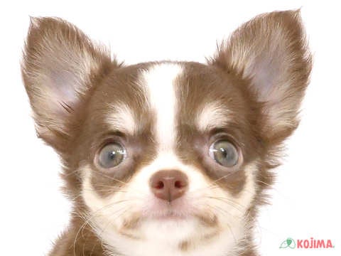 千葉県のチワワ(ロング) (コジマウエルケアセンター/2024年6月1日生まれ/女の子/チョコレートタンホワイト)の子犬