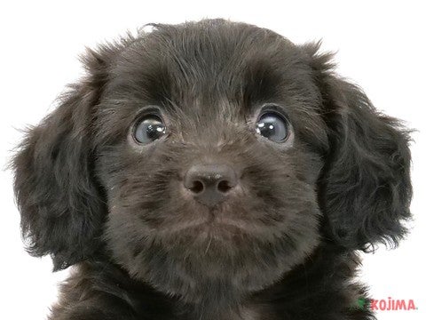 千葉県のチワックス(チワワ×ダックス) (コジマウエルケアセンター/2024年6月2日生まれ/男の子/ブラックホワイト)の子犬