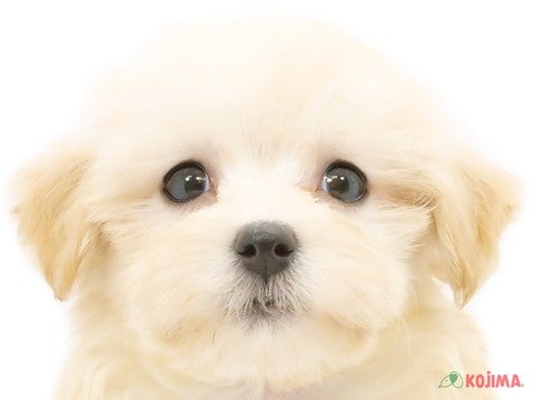 千葉県のマルプー(マルチーズ×プードル) (コジマウエルケアセンター/2024年6月1日生まれ/女の子/クリーム)の子犬