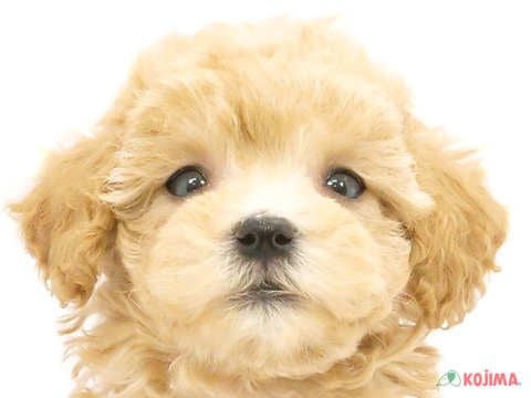 千葉県のマルプー(マルチーズ×プードル) (コジマウエルケアセンター/2024年6月2日生まれ/女の子/アプリコット)の子犬