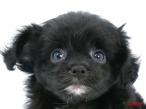千葉県のチワプー/プーチー(チワワ×プードル) (コジマウエルケアセンター/2024年6月2日生まれ/男の子/ブラック)の子犬