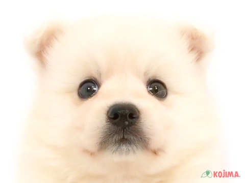 千葉県の日本スピッツ (コジマウエルケアセンター/2024年6月2日生まれ/女の子/ホワイト)の子犬