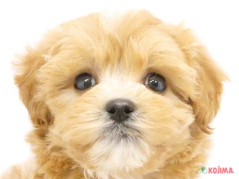 千葉県のマルプー(マルチーズ×プードル) (コジマウエルケアセンター/2024年6月3日生まれ/女の子/アプリコット)の子犬