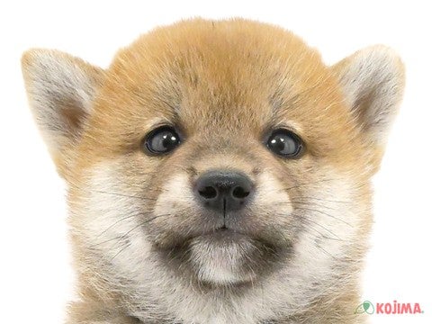 千葉県の柴犬(標準サイズ) (コジマウエルケアセンター/2024年6月2日生まれ/男の子/赤)の子犬