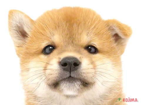 千葉県の柴犬(標準サイズ) (コジマウエルケアセンター/2024年6月2日生まれ/女の子/赤)の子犬