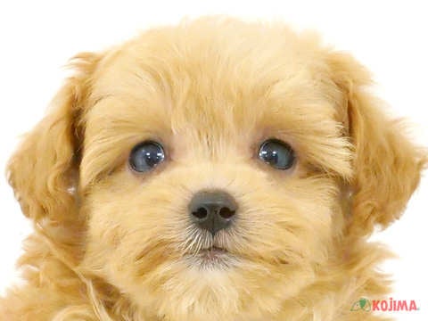 千葉県のマルプー(マルチーズ×プードル) (コジマウエルケアセンター/2024年6月1日生まれ/女の子/アプリコット)の子犬