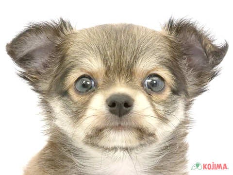 千葉県のチワワ(ロング) (コジマウエルケアセンター/2024年5月30日生まれ/男の子/フォーンホワイト)の子犬