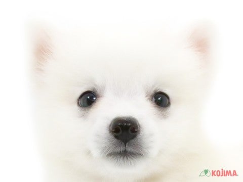 千葉県の日本スピッツ (コジマウエルケアセンター/2024年6月1日生まれ/女の子/ホワイト)の子犬
