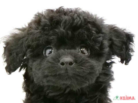 千葉県のトイプードル(トイ) (コジマウエルケアセンター/2024年5月27日生まれ/男の子/ブラック)の子犬