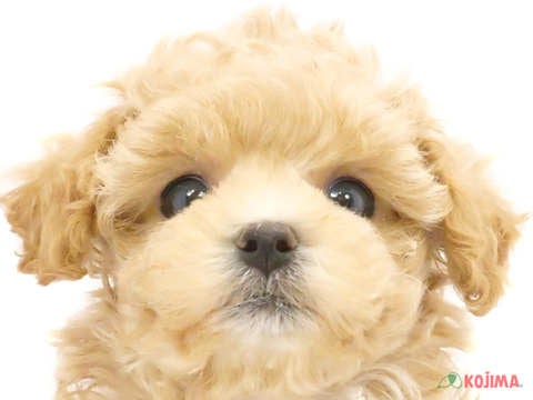 千葉県のマルプー(マルチーズ×プードル) (コジマウエルケアセンター/2024年6月2日生まれ/男の子/アプリコット)の子犬