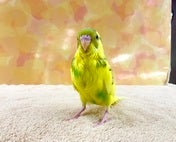 セキセイインコ ヒナ