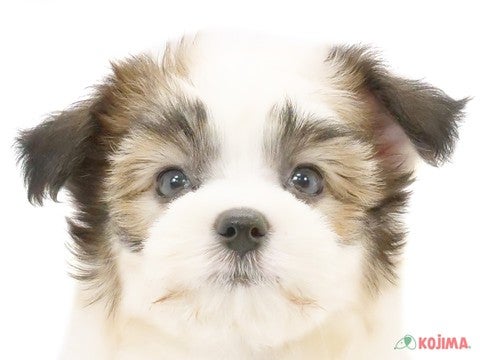 千葉県のハーフ犬・ミックス犬 (コジマウエルケアセンター/2024年6月5日生まれ/女の子/ホワイトブラウン)の子犬