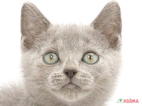 茨城県のシャルトリュー (コジマイーアスつくば店/2024年5月29日生まれ/男の子/ブルー)の子猫