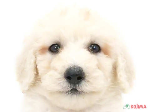 埼玉県のスタンダードプードル (コジマ和光店/2024年6月7日生まれ/女の子/クリーム)の子犬