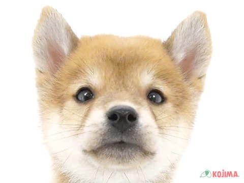 千葉県の豆柴 (コジマウエルケアセンター/2024年6月8日生まれ/男の子/赤)の子犬