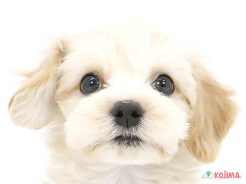 千葉県のハーフ犬・ミックス犬 (コジマウエルケアセンター/2024年6月6日生まれ/男の子/クリーム)の子犬