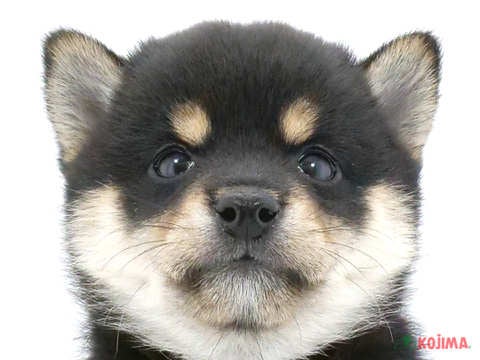 千葉県の豆柴 (コジマウエルケアセンター/2024年6月7日生まれ/男の子/黒)の子犬