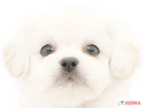 千葉県のハーフ犬・ミックス犬 (コジマウエルケアセンター/2024年6月8日生まれ/男の子/ホワイト)の子犬