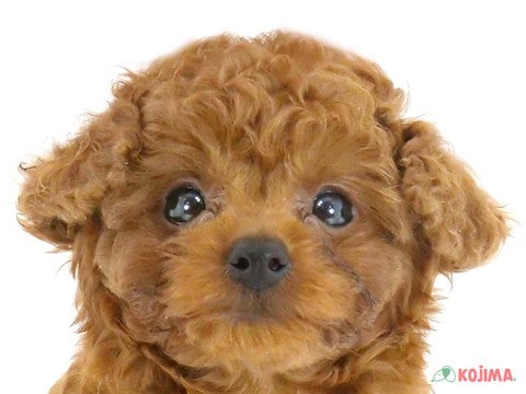 千葉県のトイプードル(トイ) (コジマウエルケアセンター/2024年6月8日生まれ/男の子/レッド)の子犬