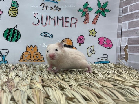 トコトコ🐹