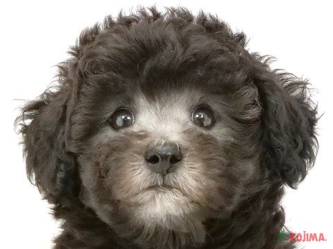 神奈川県のトイプードル(トイ) (コジマアリオ橋本店/2024年6月16日生まれ/男の子/シルバー)の子犬