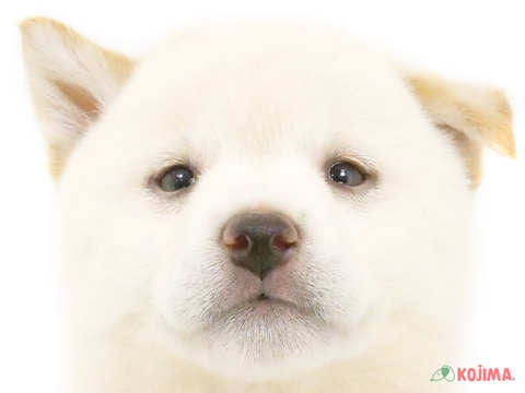 千葉県の柴犬(標準サイズ) (コジマウエルケアセンター/2024年6月14日生まれ/男の子/白)の子犬