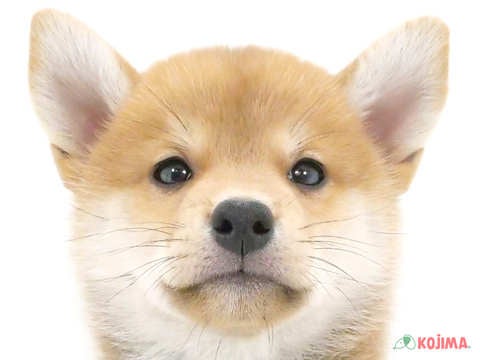 千葉県の柴犬(標準サイズ) (コジマウエルケアセンター/2024年6月15日生まれ/男の子/赤)の子犬