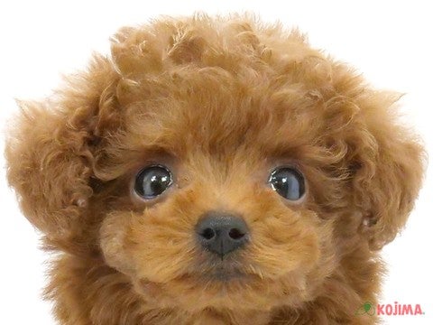 千葉県のトイプードル(トイ) (コジマウエルケアセンター/2024年6月15日生まれ/男の子/レッド)の子犬