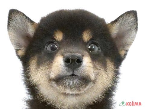 千葉県の柴犬(標準サイズ) (コジマウエルケアセンター/2024年6月16日生まれ/男の子/黒)の子犬