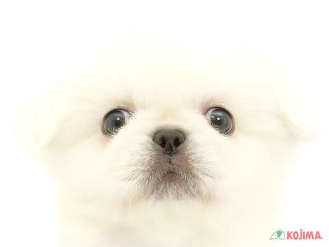 埼玉県のペキニーズ (コジマ和光店/2024年6月22日生まれ/男の子/ホワイト)の子犬