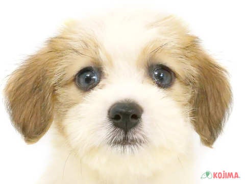 東京都のハーフ犬・ミックス犬 (コジマソコラ用賀店/2024年6月22日生まれ/男の子/レッドホワイト)の子犬