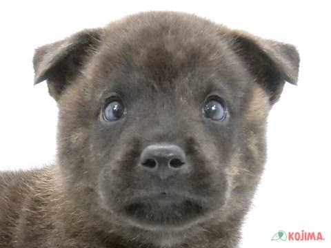 埼玉県の甲斐犬 (コジマ三郷店/2024年6月21日生まれ/男の子/中虎毛)の子犬