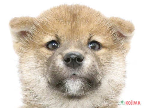 埼玉県の柴犬(標準サイズ) (コジマ大宮店/2024年6月20日生まれ/男の子/赤)の子犬