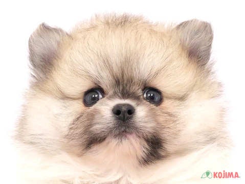 千葉県のポメラニアン (コジマアリオ柏店/2024年6月25日生まれ/男の子/パーティーカラー)の子犬