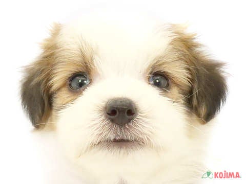 埼玉県のハーフ犬・ミックス犬 (コジマ浦和店/2024年6月24日生まれ/男の子/レッドホワイト)の子犬