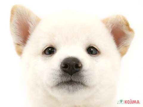 茨城県の柴犬(標準サイズ) (コジマイーアスつくば店/2024年6月20日生まれ/男の子/白)の子犬