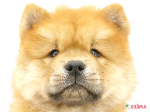 茨城県のチャウチャウ (コジマイーアスつくば店/2024年6月25日生まれ/男の子/レッド)の子犬