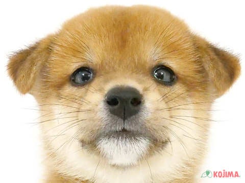 埼玉県の柴犬(標準サイズ) (コジマモラージュ菖蒲店/2024年6月25日生まれ/男の子/赤)の子犬