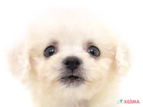 東京都のビションフリーゼ (コジマアリオ亀有店/2024年6月9日生まれ/男の子/ホワイト)の子犬