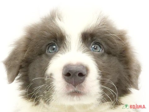 東京都のボーダーコリー (コジマ花小金井店/2024年6月30日生まれ/男の子/ブルーホワイト)の子犬