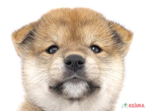 千葉県の柴犬(標準サイズ) (コジマ四街道店/2024年7月8日生まれ/男の子/赤)の子犬