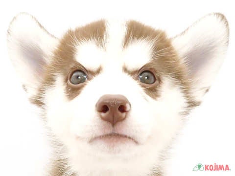 東京都のシベリアンハスキー (コジマ木場店/2024年7月9日生まれ/男の子/チョコレートホワイト)の子犬