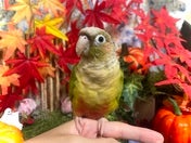 ホオミドリアカオウロコインコ ヒナ