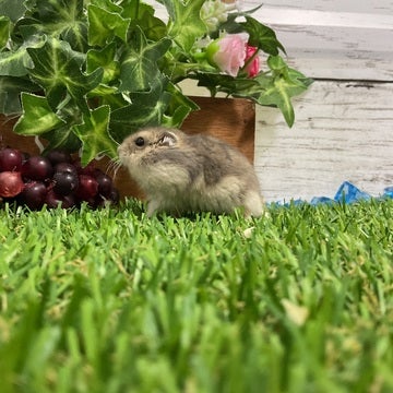 みなさまのご来店をスタッフ一同お待ちしております💪🏻🐹💪🏻