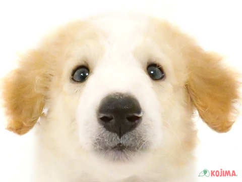 千葉県のボルゾイ (コジマアリオ柏店/2024年7月6日生まれ/男の子/クリームホワイト)の子犬