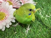 セキセイインコ ヒナ