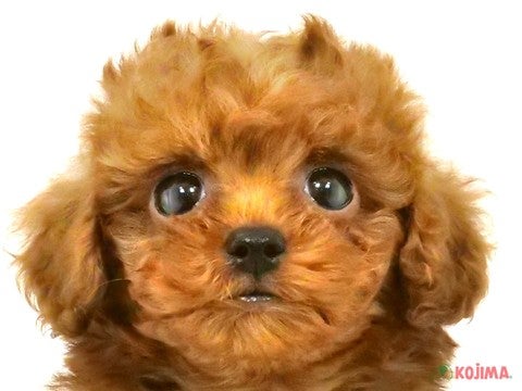 千葉県のトイプードル(トイ) (コジマウエルケアセンター/2024年7月13日生まれ/男の子/レッド)の子犬