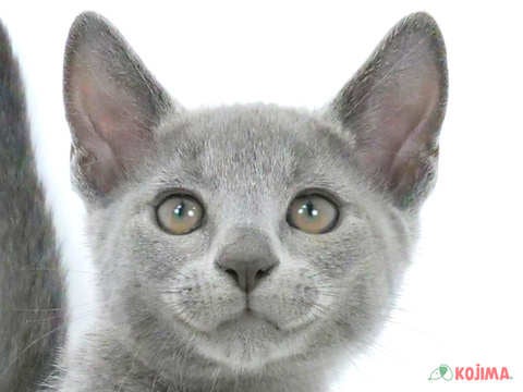 千葉県のロシアンブルー (コジマウエルケアセンター/2024年7月15日生まれ/男の子/ブルー)の子猫