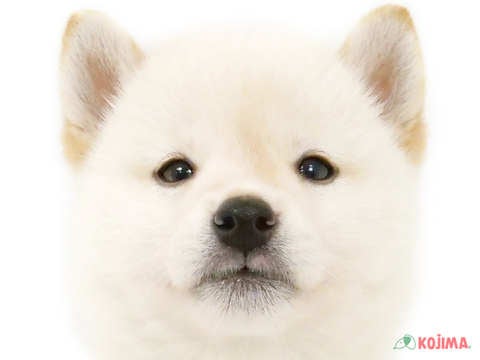 東京都の柴犬(標準サイズ) (コジマ木場店/2024年7月20日生まれ/男の子/白)の子犬